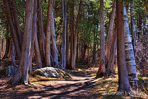 Jack Pine Trail_15773.jpg - Photographed at Ottawa, Ontario - the capital of Canada.